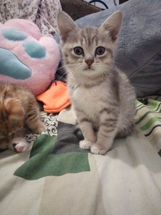 Британська шиншила