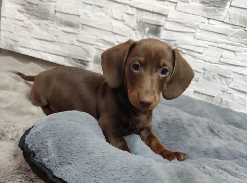 Jamnik Jamniczek miniaturka Czekoladowy