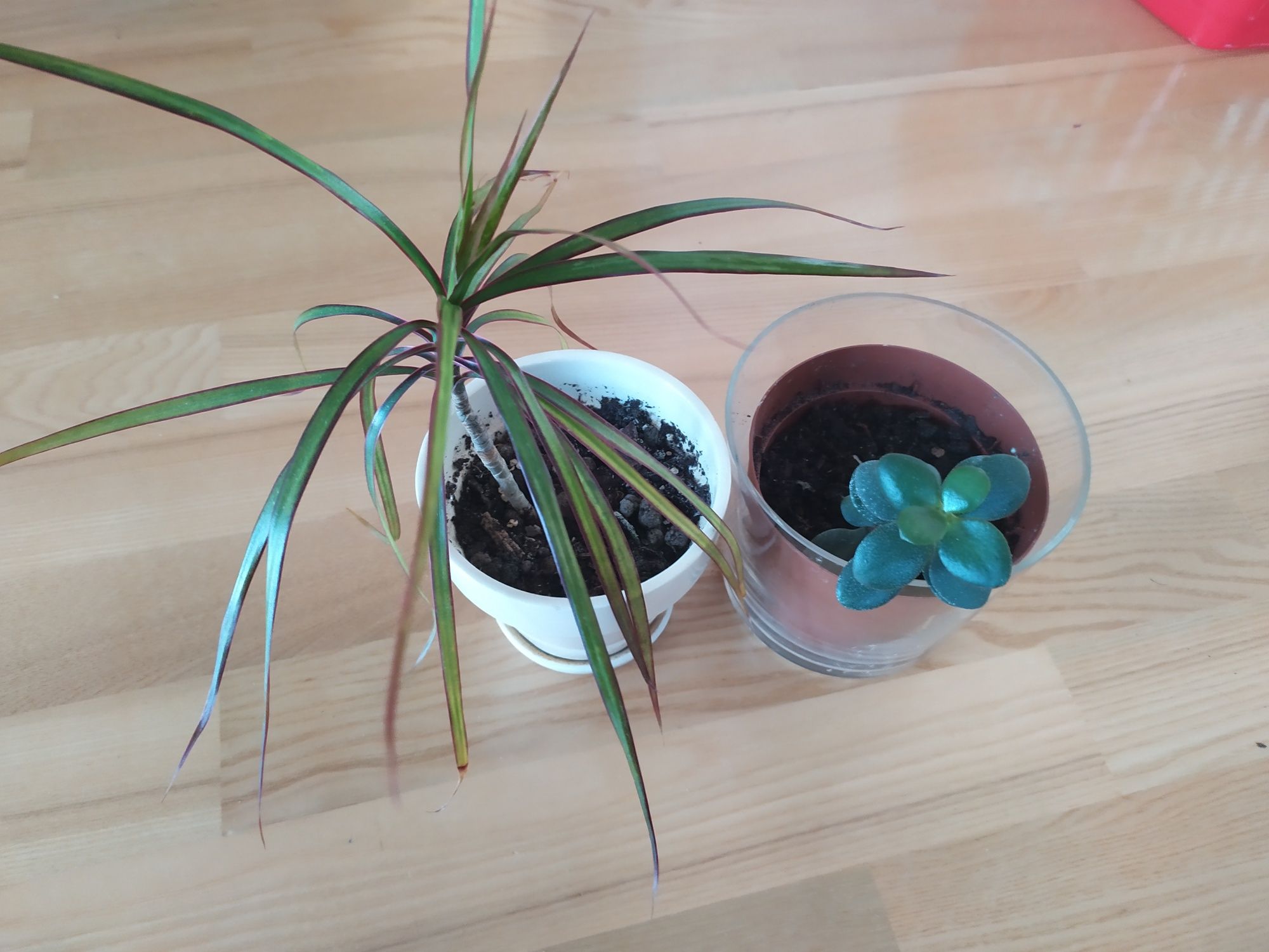 Rośliny pokojowe, grubosz i dracena zestaw