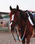Cavalo ideal para iniciantes