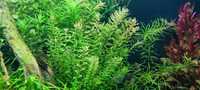 Rotala rotundifolia