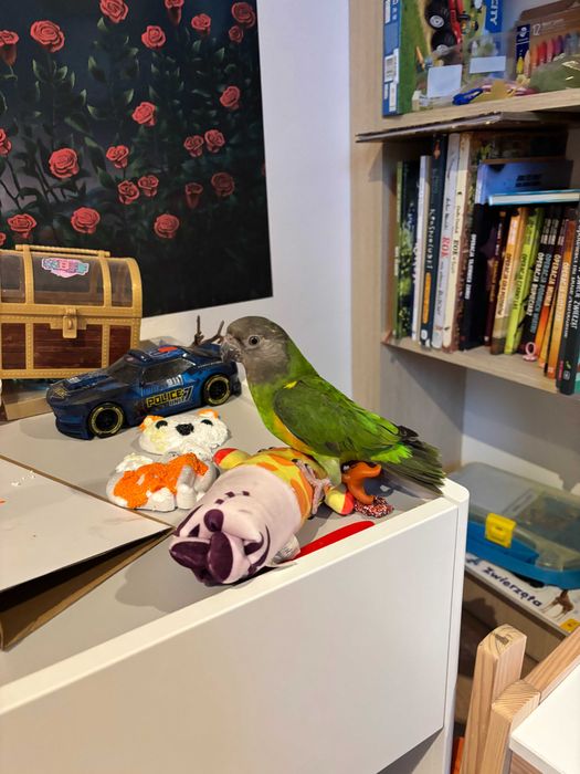 Papużki średnie senegalki