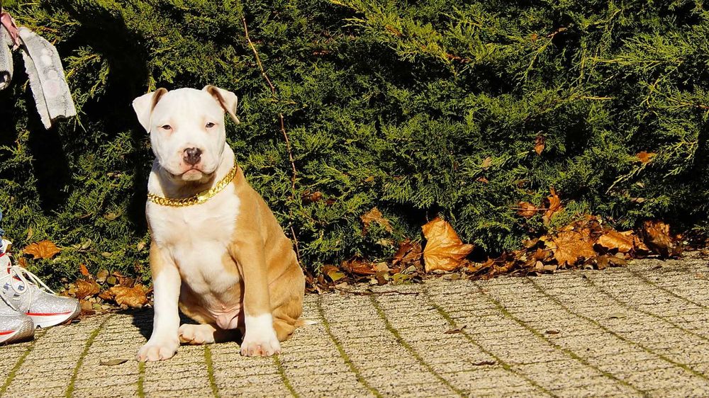 Lolek,szczeniak Amstaff z rodowodem.  Gotowy do odbioru