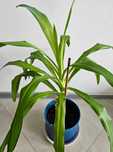 Jukka, yucca, juka domowa wysokość 60cm