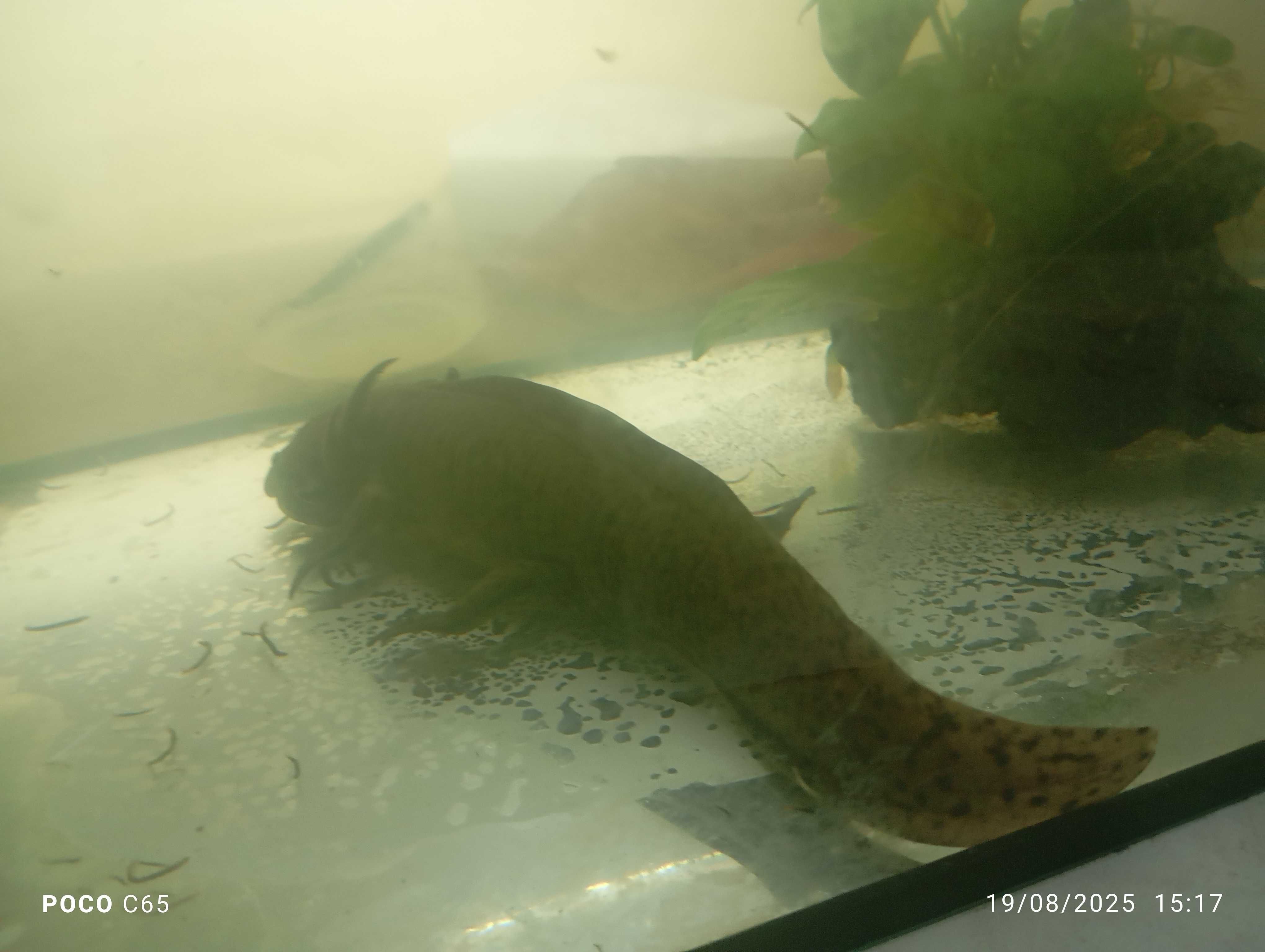 Vendo axolote 23 cm 1 ano de idade