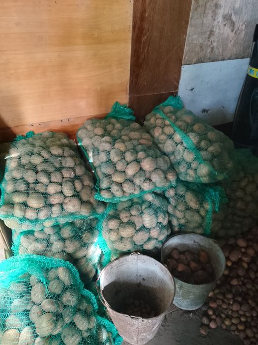 Домашняя картошка