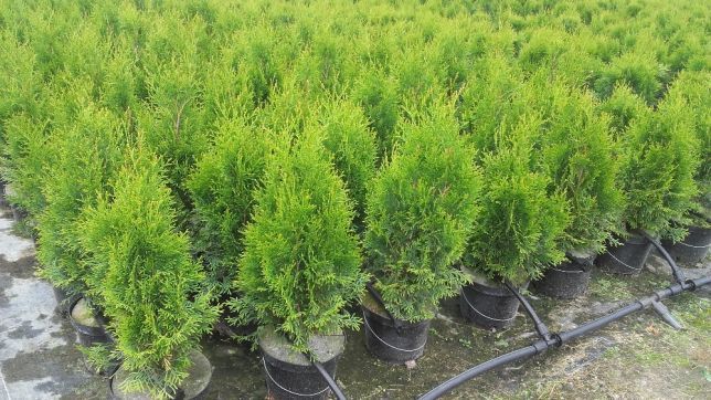 Tuje SZMARAGD (Thuja Smaragd) 80-100 cm PRODUCENT, Tuja. RADOM
