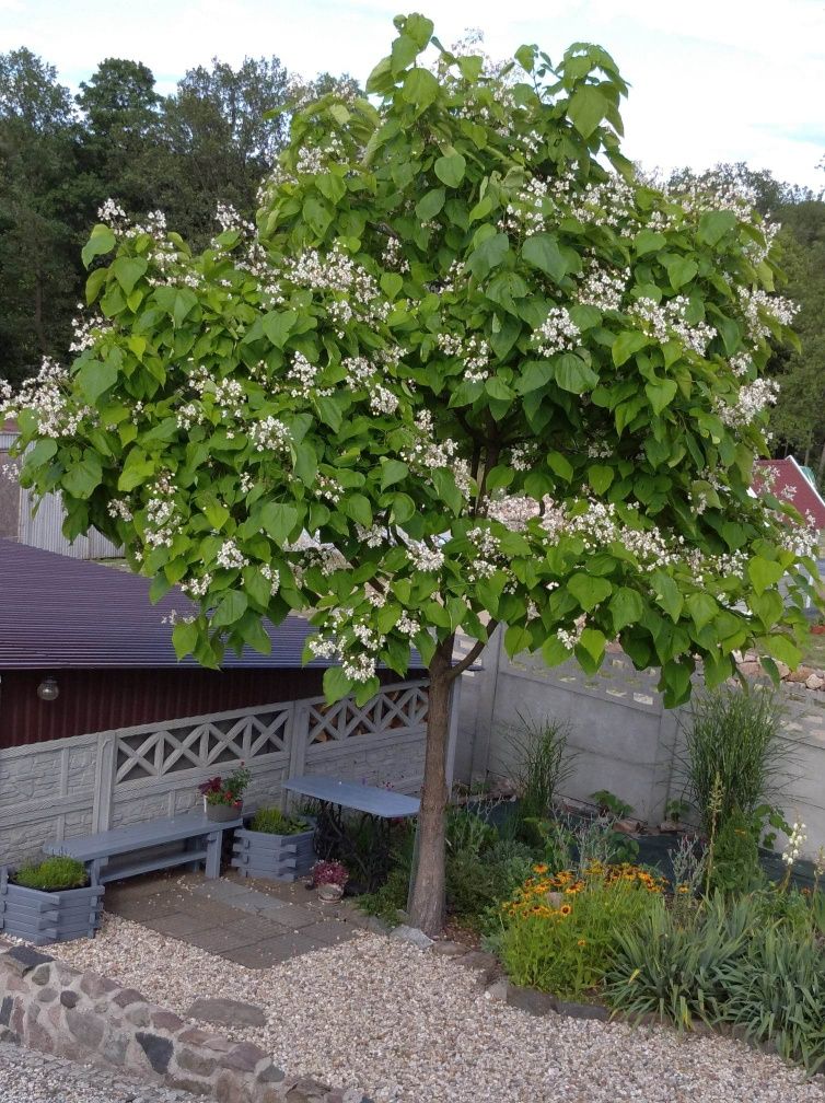 Sadzonki Surmi 120-150 cm wys.Indian Bean Tree Catalpa bignonioides