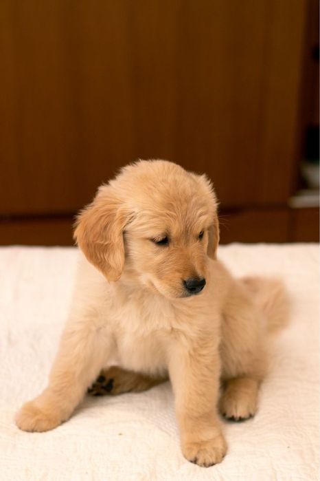 Золотистий ретривер, з документами КСУ дівчатка.