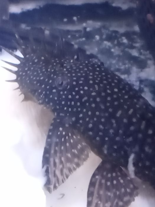 Glonojad zbrojnik dorosły samiec