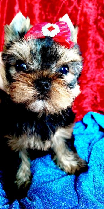 York , Yorki  - Yorkshire Terrier - Piesek  ZKwP  FCI .