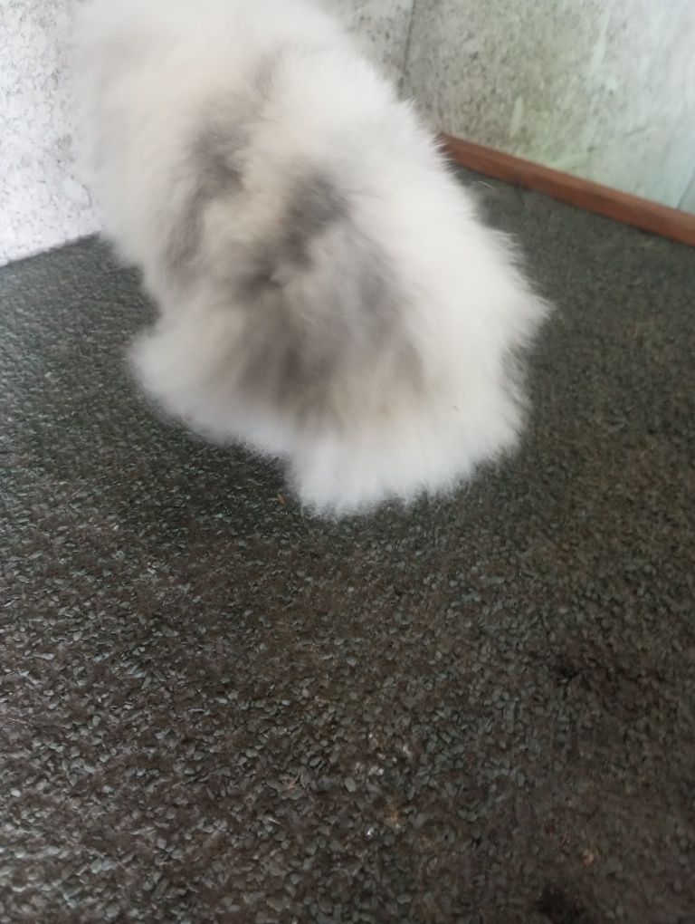 Coelho anão mini lop