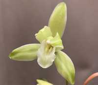 Ароматний цимбідіум міні орхідея фаленопсис