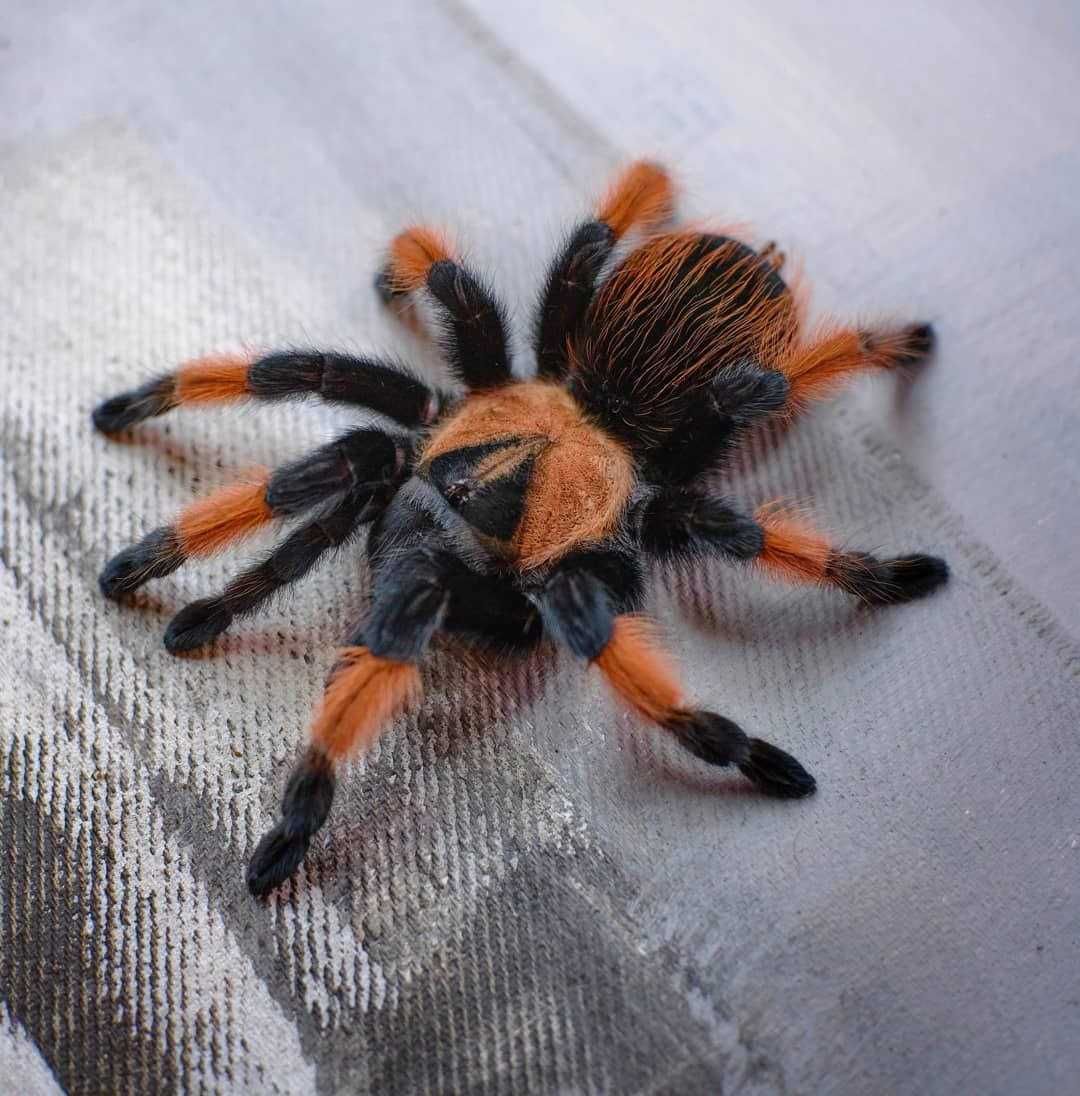 Brachypelma emilia самочка паука птицееда для новичков