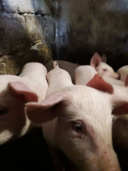 Продаються поросята м'ясної роботи