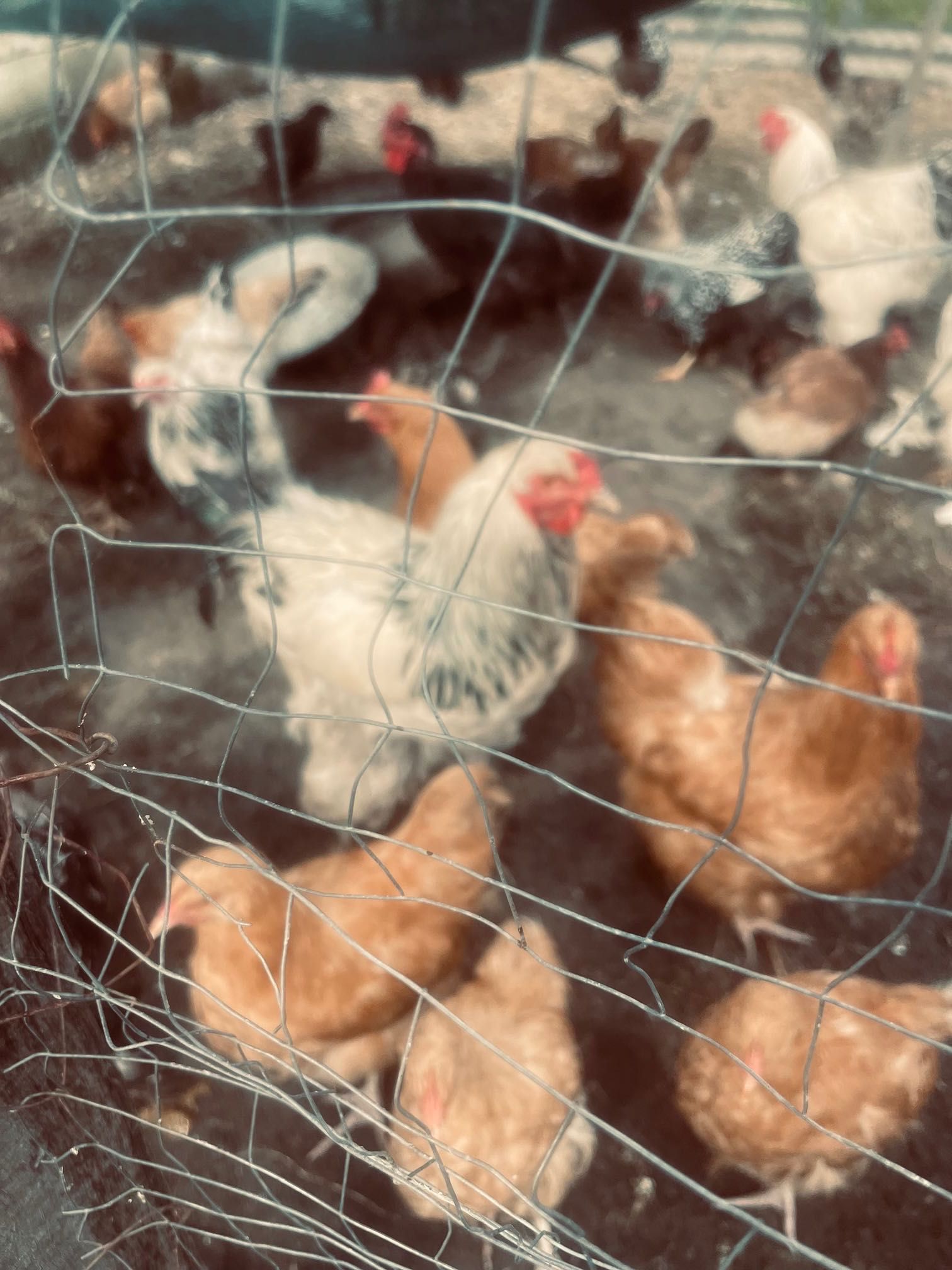 Продам кури Брами