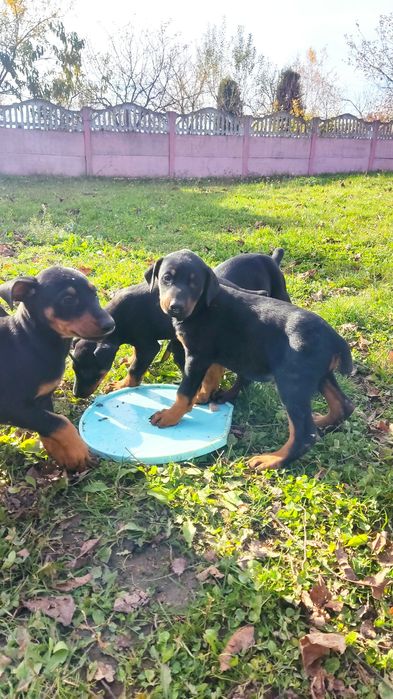 Щинята добермана