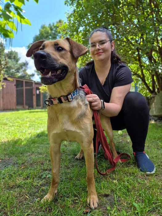 ALMO - szuka domu stałego