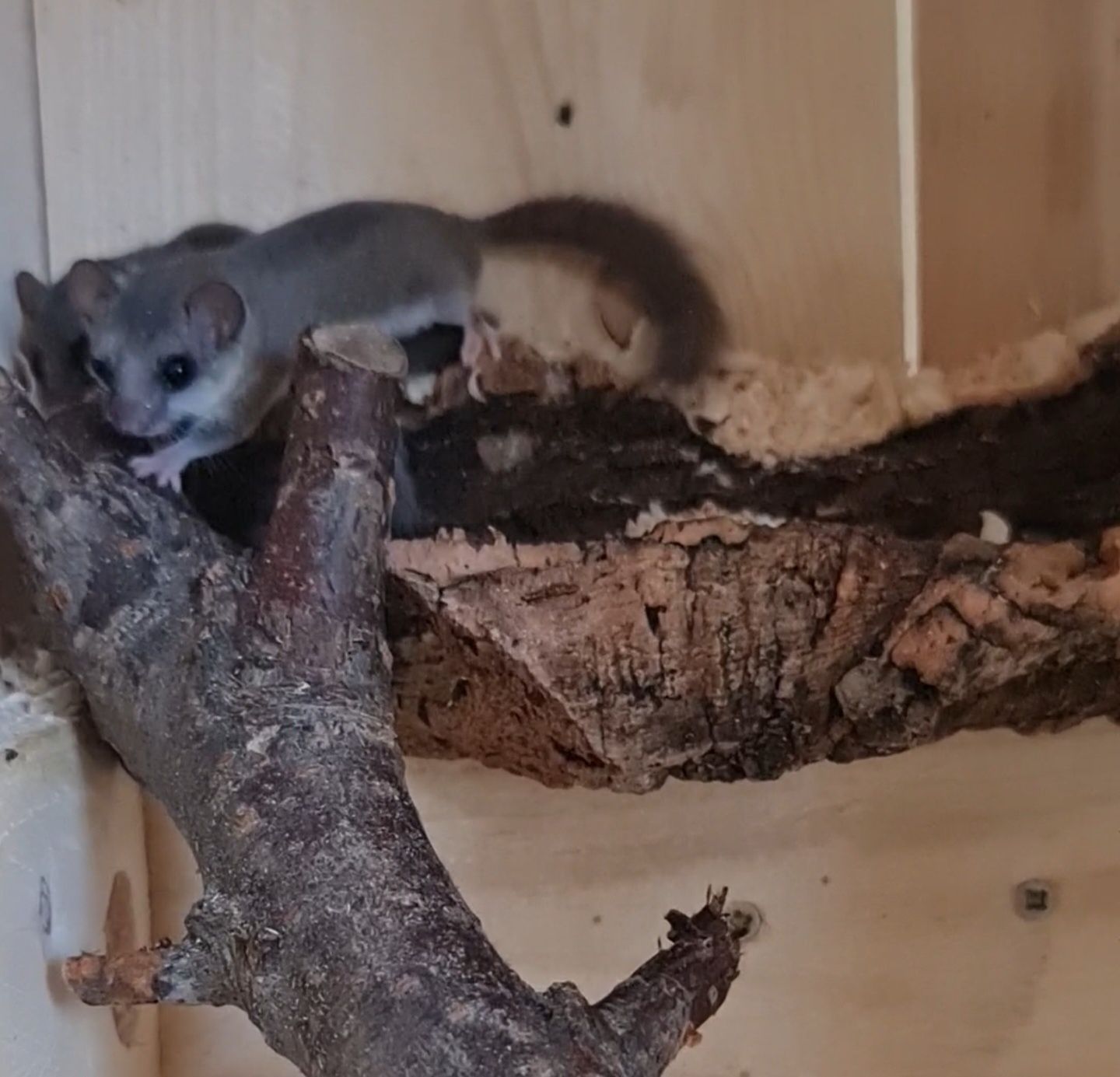 Popielice afrykańskie parka samiec i samiczka + terrarium Repti Zoo R