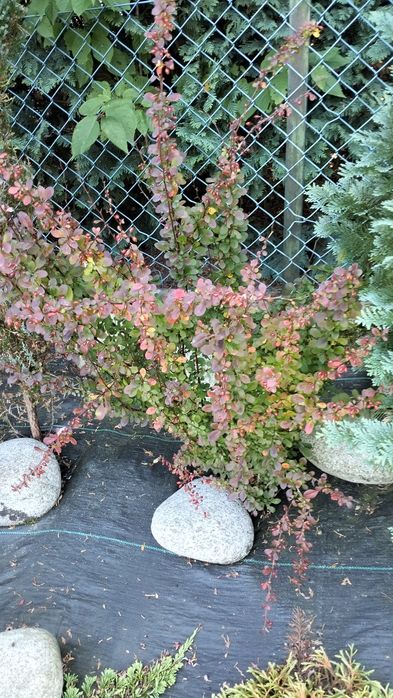 Berberys Thunberga