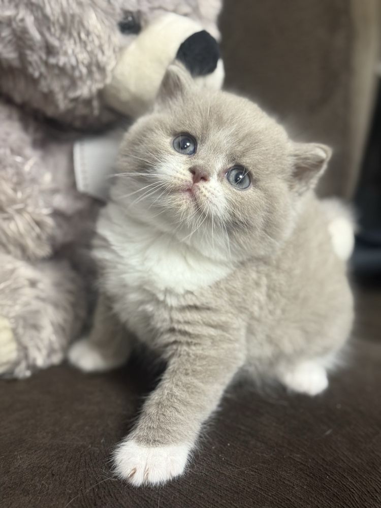Kocur Brytyjski Liliowy Bicolor Kot Kotek