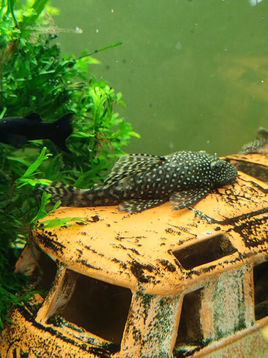 Akwarium 170 L  z filtrem i obsadą