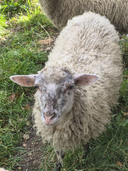 Sprzedam owce szalowa