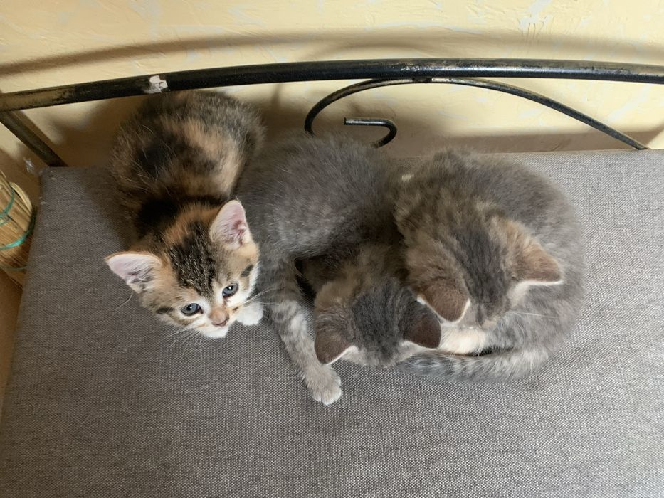 Відам просто так,троє дівчаток.