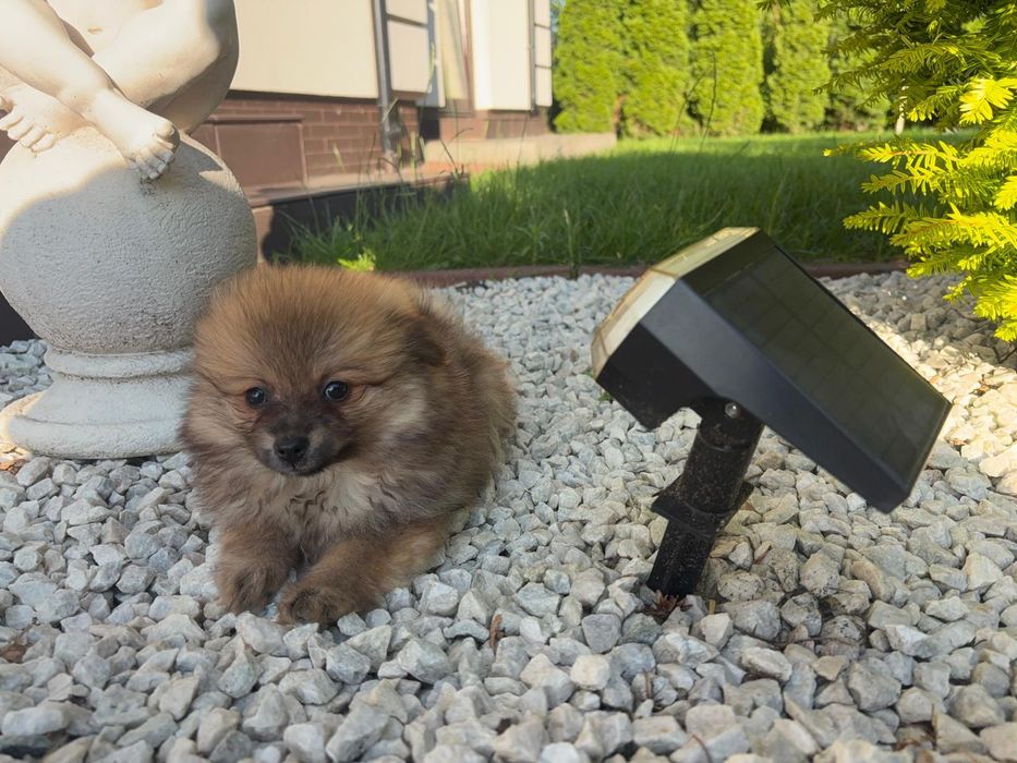 Szpic miniaturowy