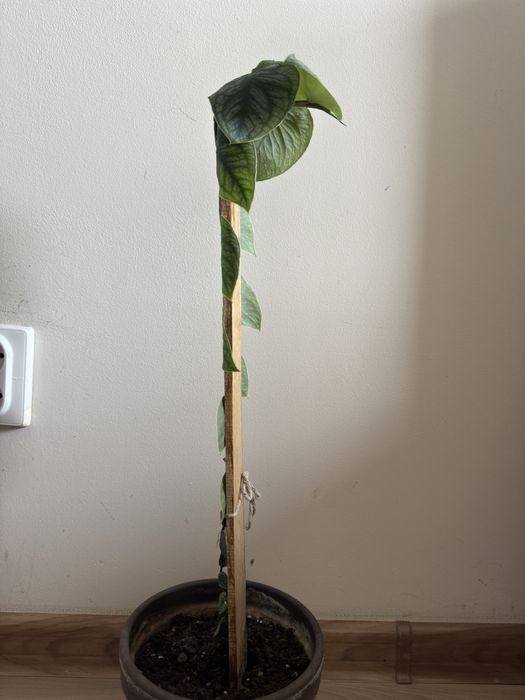 Monstera DUBIA (60 cm)