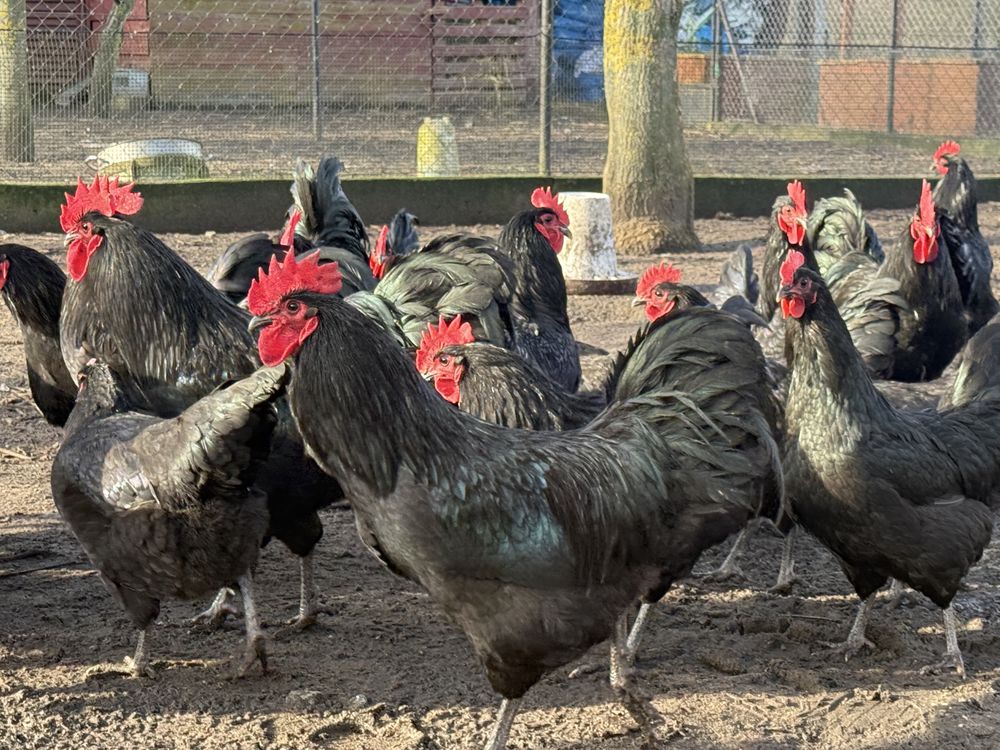 Kogut Australorp