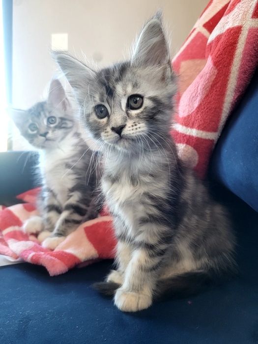 Kotka ESTERKA srebrna szylkretka Maine Coon