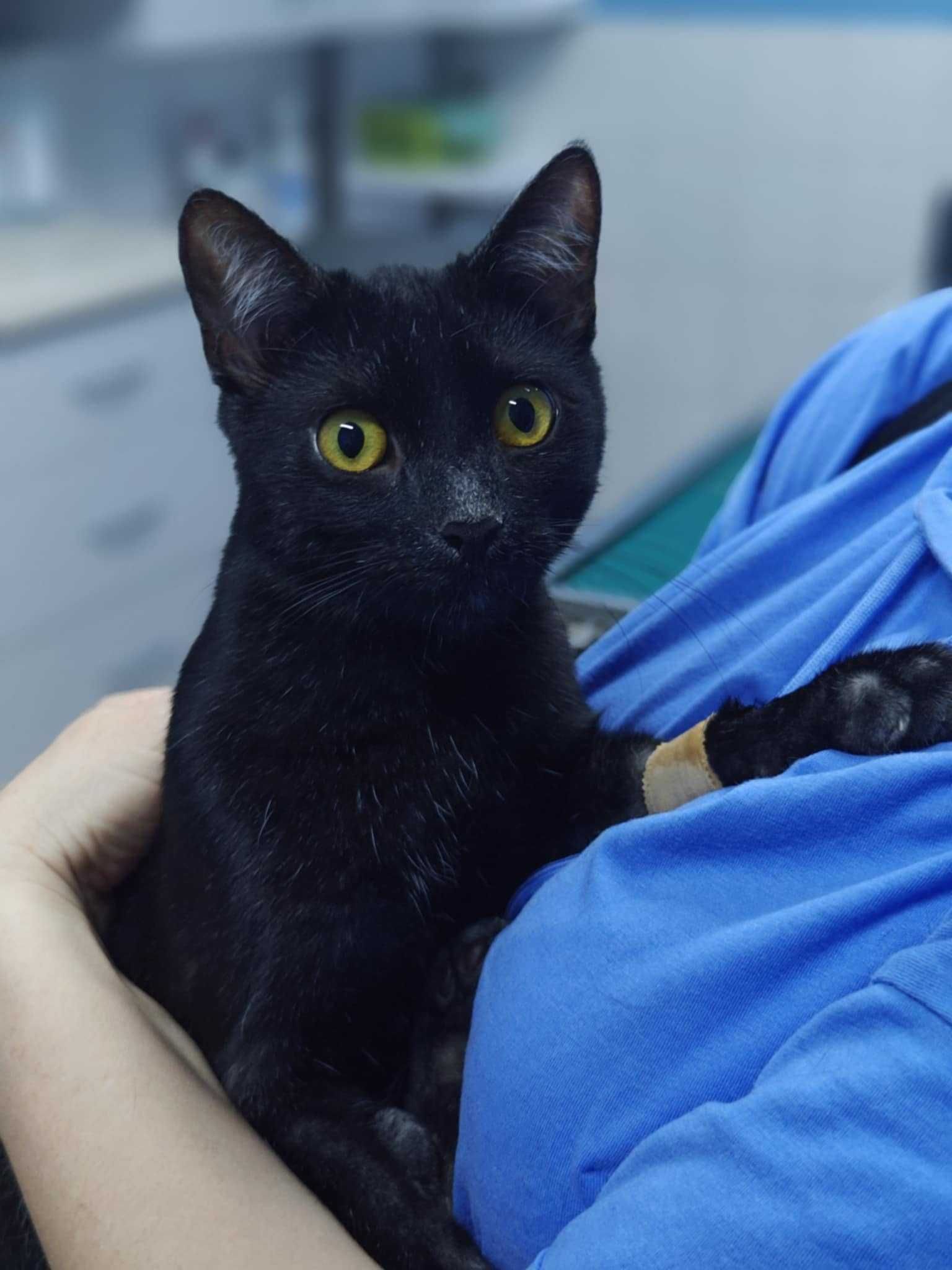 Około roczny kocurek Szafir do adopcji!