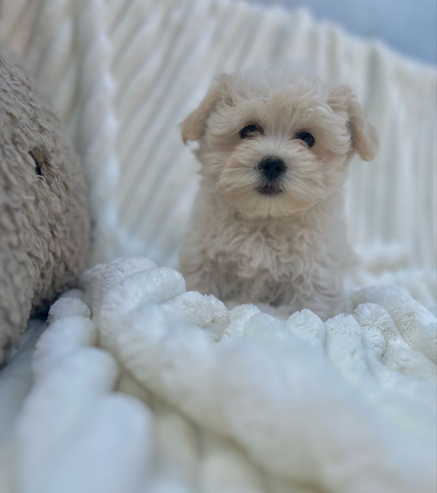 Hawańczyk -Havanese