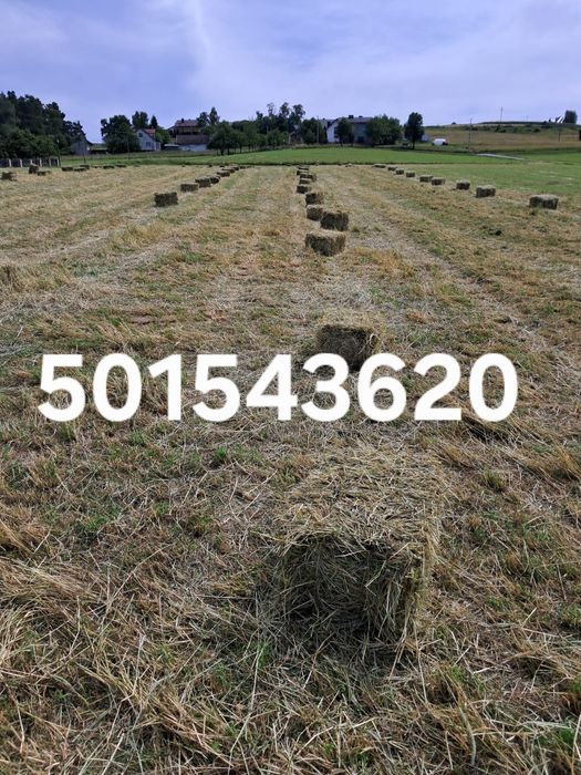 Sprzedam siano w kostkach