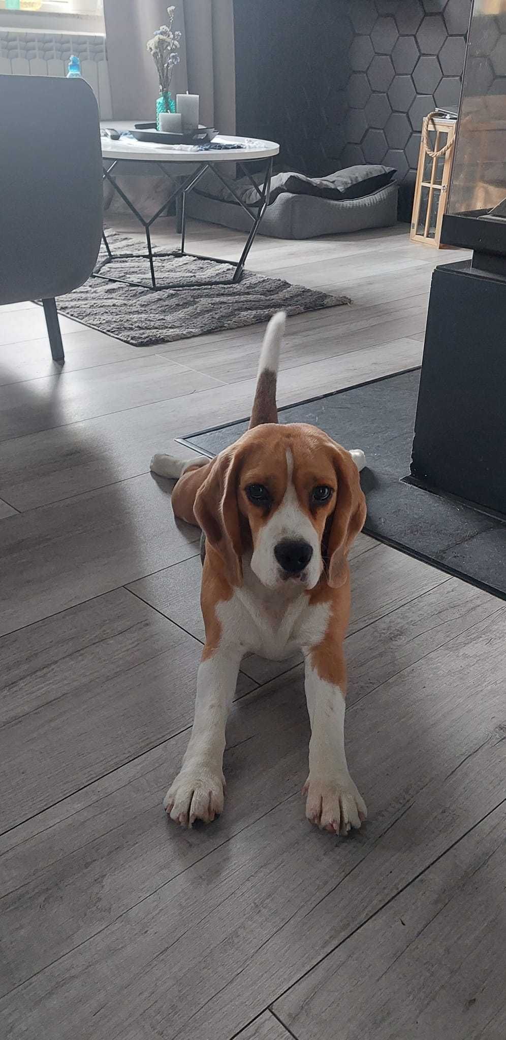 Beagle tricolor ZKwP (FCI)