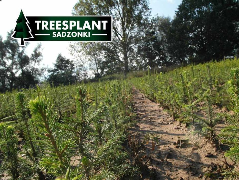Świerk Pospolity 3L 20-30cm / srebrny jodła kaukaska sadzonki