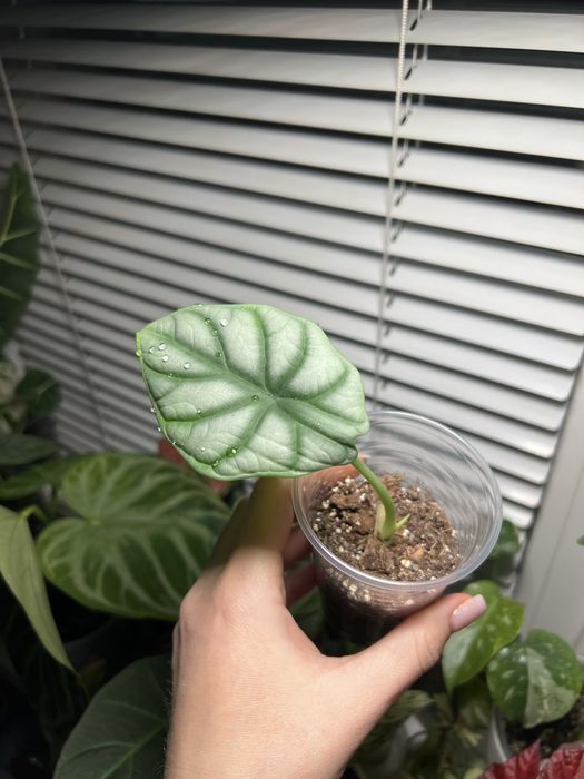 Алоказія сільвер драгон silver dragon алоказия сильвер драгон