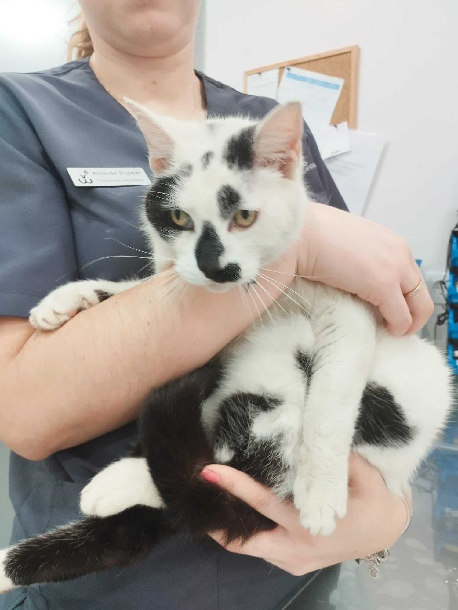 Gato para adoção responsável
