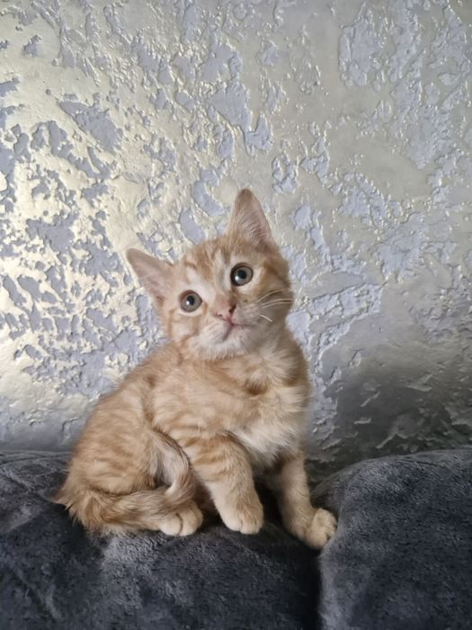 Кошеня в добрі руки