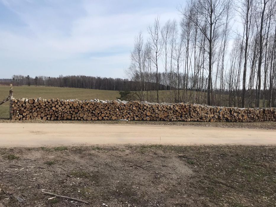 Sprzedam brzozę duże ilosci !