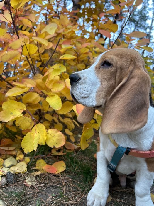 Бігль-хлопчик з офіційного розплідника — готовий до переїзду