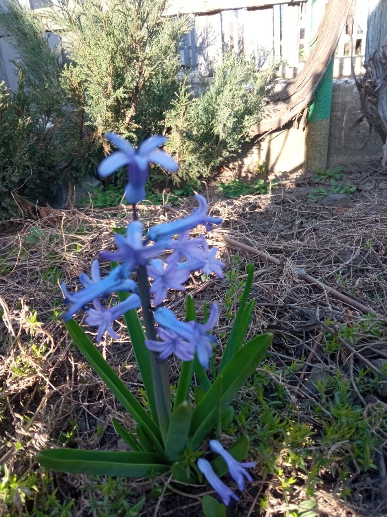 Гіацинт синій весняні