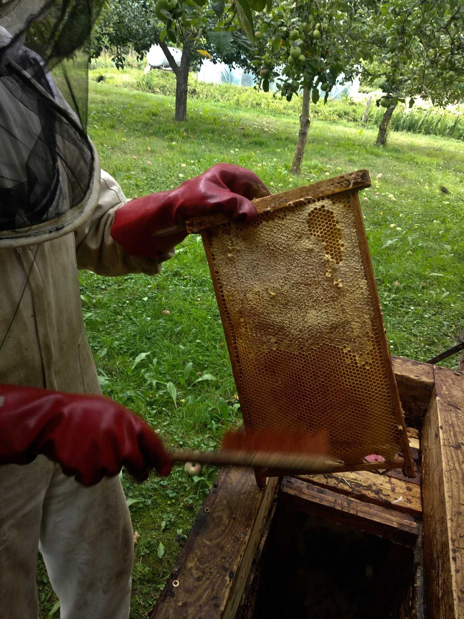 Miód pszczeli rzepakowo-mniszkowy z Podlasia, maj 2023
