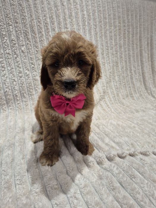 Goldendoodle f1 standard sunia red white