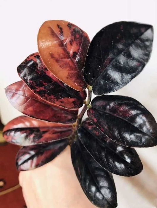 Заміокулькас Блек оранж.