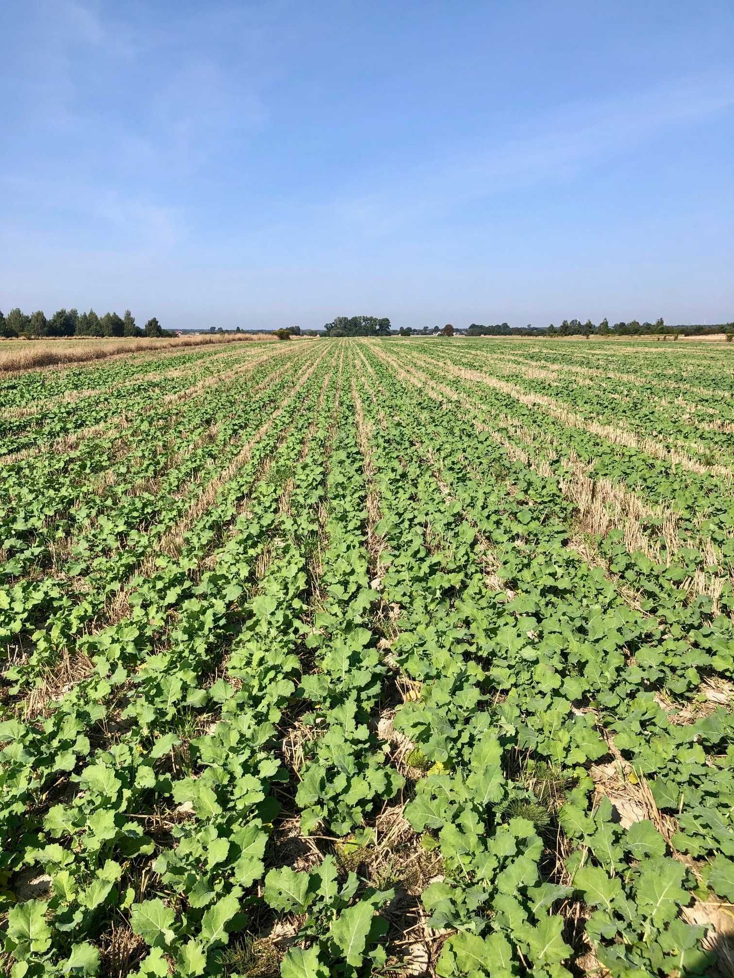 Siew Pasowy StripTill Claas Mzuri 4T Usługi Amazone  Mulczer Tempo