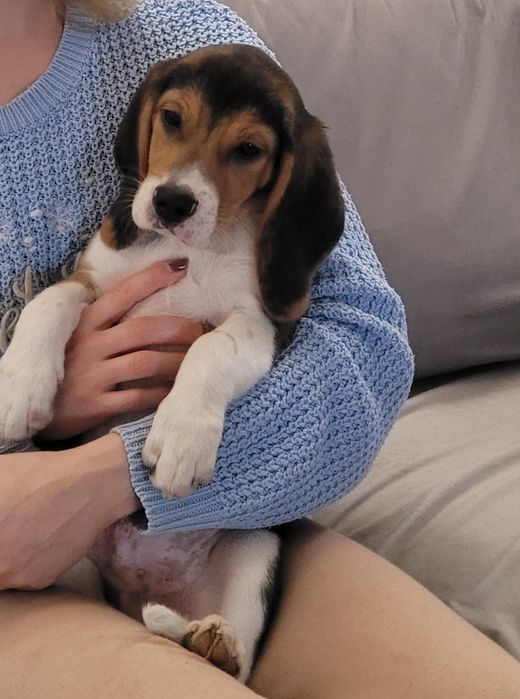 Beagle   śliczny  piesek