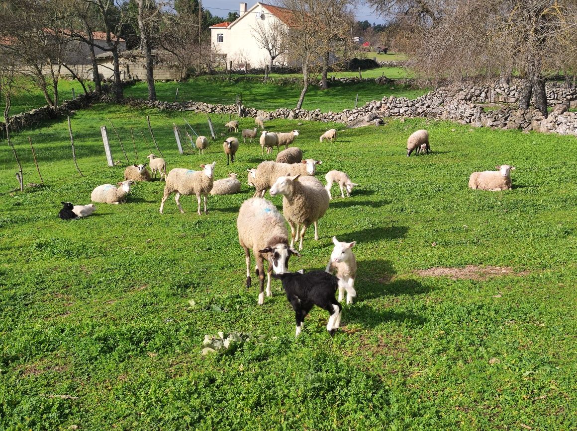 Ovelhas prenhas INRA 401
