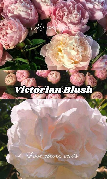 Півоній. Пионы, Ціна по закупці в Голландії